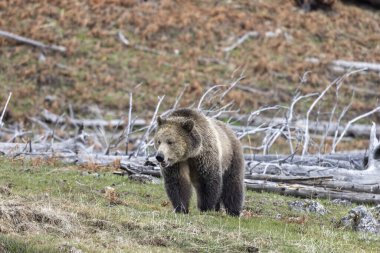 Yellowstone Ulusal Parkı Wyoming 'de baharda bir boz ayı.