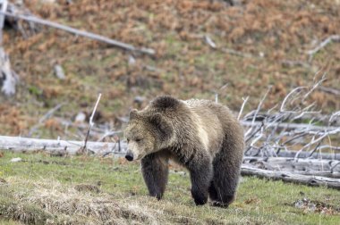 Yellowstone Ulusal Parkı Wyoming 'de baharda bir boz ayı.