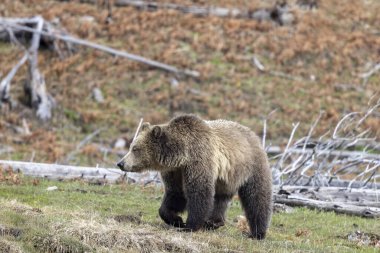 Yellowstone Ulusal Parkı Wyoming 'de baharda bir boz ayı.