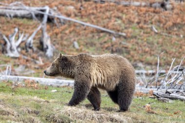 Yellowstone Ulusal Parkı Wyoming 'de baharda bir boz ayı.