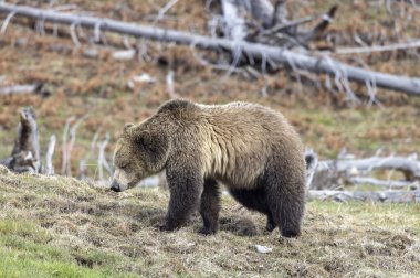 Yellowstone Ulusal Parkı Wyoming 'de baharda bir boz ayı.