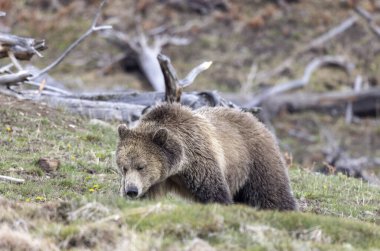 Yellowstone Ulusal Parkı Wyoming 'de baharda bir boz ayı.