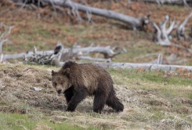 Yellowstone Ulusal Parkı Wyoming 'de baharda bir boz ayı yavrusu.