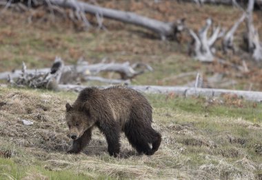 Baharda Yellowstone Ulusal Parkı 'nda bir boz ayı yavrusu.