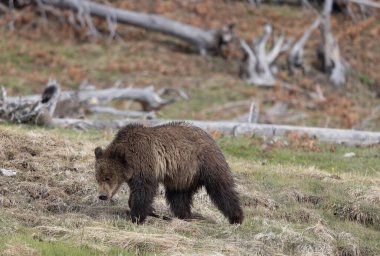 Yellowstone Ulusal Parkı Wyoming 'de baharda bir boz ayı yavrusu.