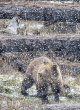Yellowstone Ulusal Parkı Wyoming 'de ilkbahar kar fırtınası sırasında boz ayı.