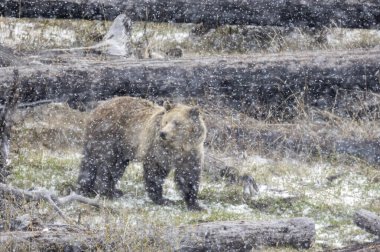 Yellowstone Ulusal Parkı Wyoming 'de ilkbahar kar fırtınası sırasında boz ayı.