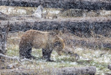 Yellowstone Ulusal Parkı Wyoming 'de ilkbahar kar fırtınası sırasında boz ayı.