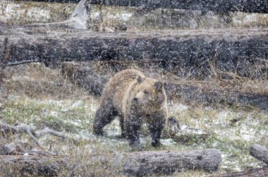 Yellowstone Ulusal Parkı Wyoming 'de ilkbahar kar fırtınası sırasında boz ayı.