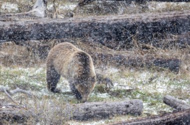 Yellowstone Ulusal Parkı Wyoming 'de ilkbahar kar fırtınası sırasında boz ayı.