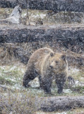 Yellowstone Ulusal Parkı Wyoming 'de ilkbahar kar fırtınası sırasında boz ayı.