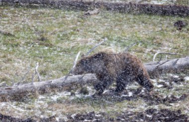 Yellowstone Ulusal Parkı Wyoming 'de ilkbahar kar fırtınası sırasında boz ayı.