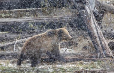 Yellowstone Ulusal Parkı Wyoming 'de ilkbahar kar fırtınası sırasında boz ayı.