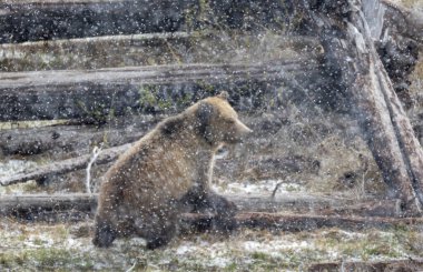Yellowstone Ulusal Parkı Wyoming 'de ilkbahar kar fırtınası sırasında boz ayı.