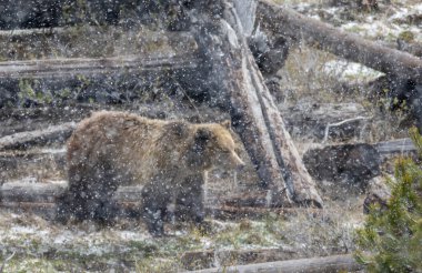 Yellowstone Ulusal Parkı Wyoming 'de ilkbahar kar fırtınası sırasında boz ayı.