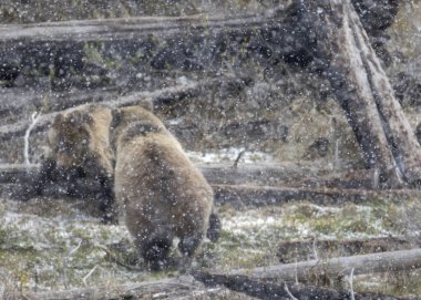Yellowstone Ulusal Parkı Wyoming 'de ilkbahar kar fırtınası sırasında bir boz ayı dişi domuz ve yavrusu.