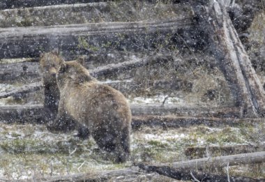 Yellowstone Ulusal Parkı Wyoming 'de ilkbahar kar fırtınası sırasında bir boz ayı dişi domuz ve yavrusu.