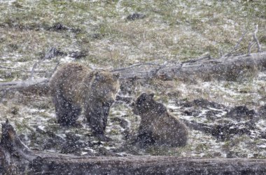 Yellowstone Ulusal Parkı Wyoming 'de ilkbahar kar fırtınası sırasında bir boz ayı dişi domuz ve yavrusu.