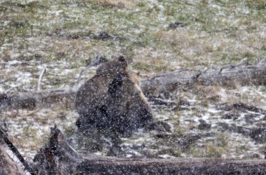 Yellowstone Ulusal Parkı Wyoming 'de ilkbahar kar fırtınası sırasında bir boz ayı dişi domuz ve yavrusu.