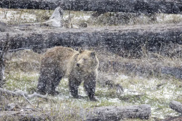 Yellowstone Ulusal Parkı Wyoming 'de ilkbahar kar fırtınası sırasında boz ayı.