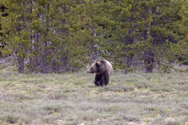 Grand Teton Ulusal Parkı Wyoming 'de baharda bir boz ayı.