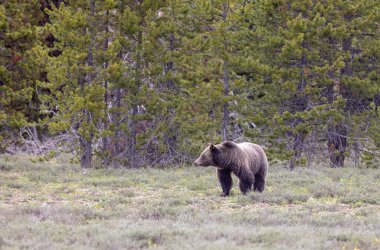 Grand Teton Ulusal Parkı Wyoming 'de baharda bir boz ayı.