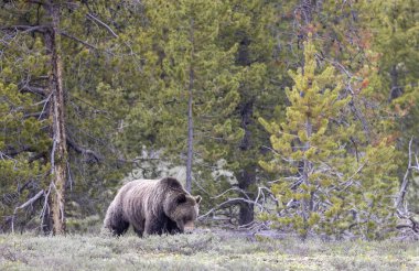 Grand Teton Ulusal Parkı Wyoming 'de baharda bir boz ayı.