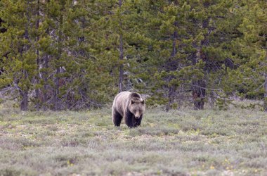 Grand Teton Ulusal Parkı Wyoming 'de baharda bir boz ayı.