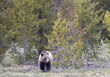 Grand Teton Ulusal Parkı Wyoming 'de baharda bir boz ayı.