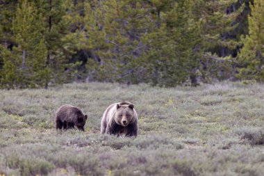 Grand Teton Ulusal Parkı Wyoming 'de ilkbaharda bir boz ayı ve yavrusu.