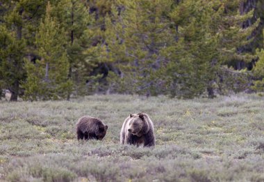 Grand Teton Ulusal Parkı Wyoming 'de ilkbaharda bir boz ayı ve yavrusu.