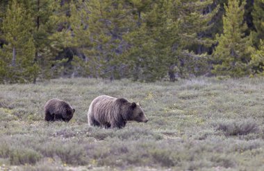 Grand Teton Ulusal Parkı Wyoming 'de ilkbaharda bir boz ayı ve yavrusu.