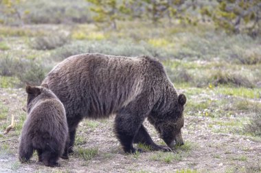 Grand Teton Ulusal Parkı Wyoming 'de ilkbaharda bir boz ayı ve yavrusu.