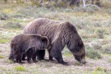 Grand Teton Ulusal Parkı Wyoming 'de ilkbaharda bir boz ayı ve yavrusu.