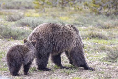 Grand Teton Ulusal Parkı Wyoming 'de ilkbaharda bir boz ayı ve yavrusu.