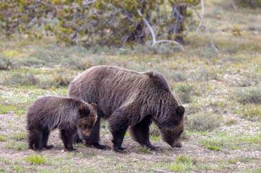 Grand Teton Ulusal Parkı Wyoming 'de ilkbaharda bir boz ayı ve yavrusu.