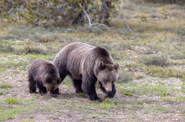 Grand Teton Ulusal Parkı Wyoming 'de ilkbaharda bir boz ayı ve yavrusu.