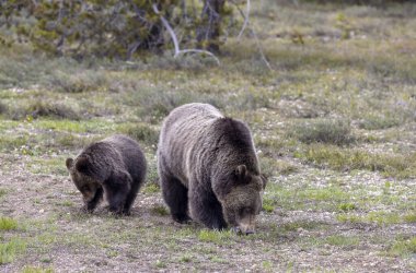 Grand Teton Ulusal Parkı Wyoming 'de ilkbaharda bir boz ayı ve yavrusu.