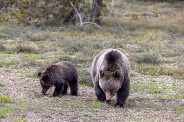Grand Teton Ulusal Parkı Wyoming 'de ilkbaharda bir boz ayı ve yavrusu.