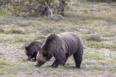 Grand Teton Ulusal Parkı Wyoming 'de ilkbaharda bir boz ayı ve yavrusu.