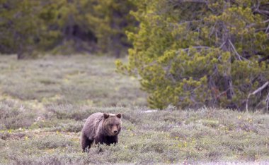 Grand Teton Ulusal Parkı Wyoming 'de baharda bir boz ayı yavrusu.