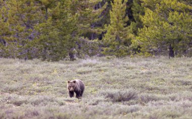 Grand Teton Ulusal Parkı Wyoming 'de baharda bir boz ayı yavrusu.