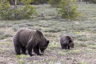 Grand Teton Ulusal Parkı Wyoming 'de ilkbaharda bir boz ayı ve yavrusu.