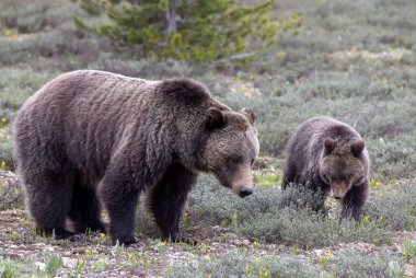 Grand Teton Ulusal Parkı Wyoming 'de ilkbaharda bir boz ayı ve yavrusu.