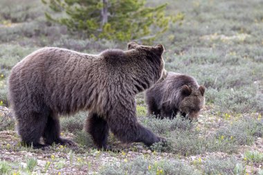 Grand Teton Ulusal Parkı Wyoming 'de ilkbaharda bir boz ayı ve yavrusu.