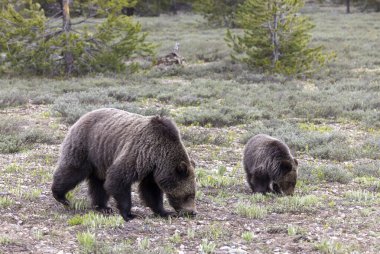 Grand Teton Ulusal Parkı Wyoming 'de ilkbaharda bir boz ayı ve yavrusu.