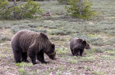 Grand Teton Ulusal Parkı Wyoming 'de ilkbaharda bir boz ayı ve yavrusu.