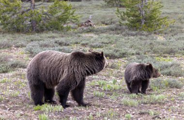 Grand Teton Ulusal Parkı Wyoming 'de ilkbaharda bir boz ayı ve yavrusu.
