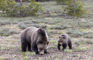 Grand Teton Ulusal Parkı Wyoming 'de ilkbaharda bir boz ayı ve yavrusu.