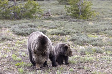 Grand Teton Ulusal Parkı Wyoming 'de ilkbaharda bir boz ayı ve yavrusu.